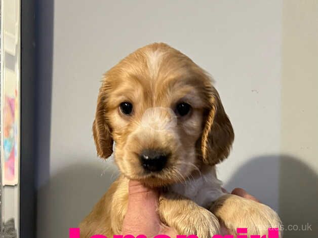 Show type Cocker Spaniel puppies from KC Reg, health tested parents for sale in Scunthorpe, Lincolnshire - Image 2