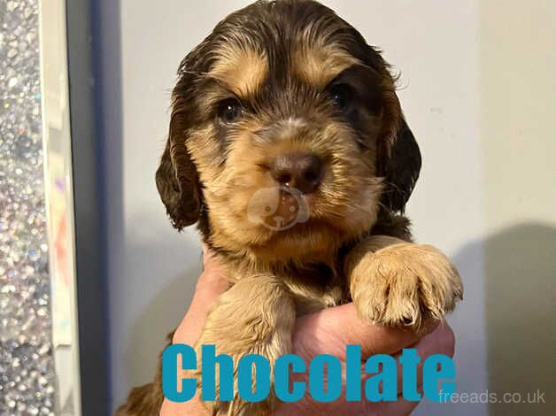 Show type Cocker Spaniel puppies from KC Reg, health tested parents for sale in Scunthorpe, Lincolnshire - Image 3