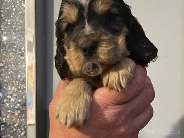 Show type Cocker Spaniel puppies from KC Reg, health tested parents for sale in Scunthorpe, Lincolnshire - Image 4