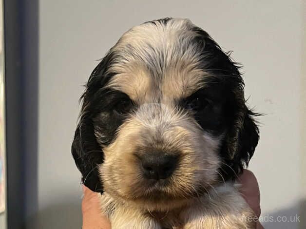 Show type Cocker Spaniel puppies from KC Reg, health tested parents for sale in Scunthorpe, Lincolnshire - Image 5