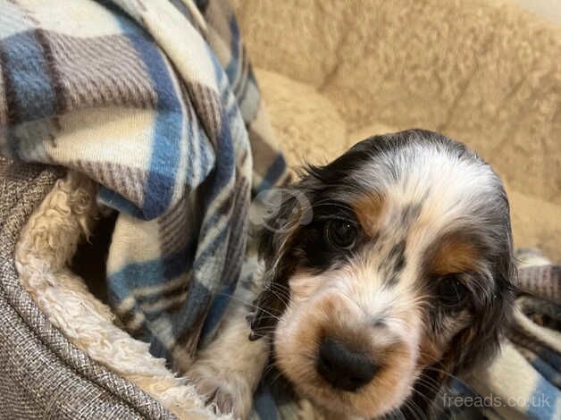 Show type cocker spaniel puppies for sale in Barnsley, South Yorkshire