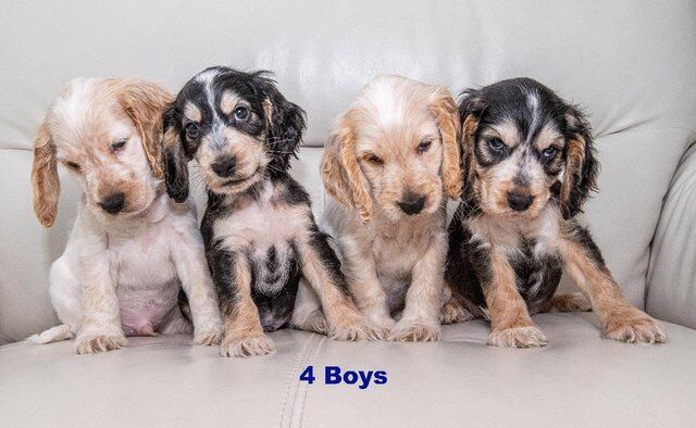 Show Type Cocker Spaniel Puppies Ready 26th July for sale in Castleford, West Yorkshire