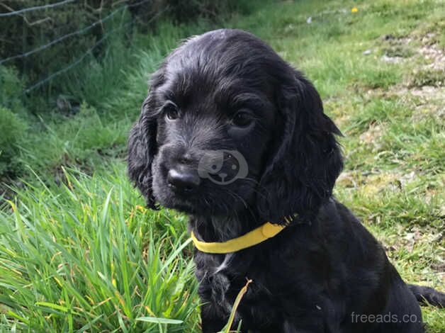 Show type cocker spaniel puppy for sale in Carmarthen/Caerfyrddin, Carmarthenshire