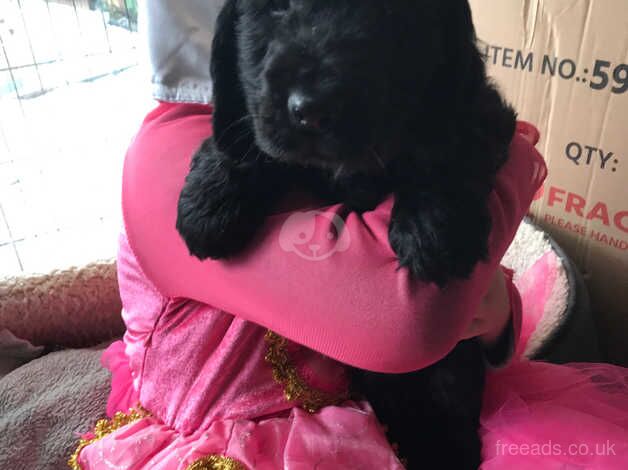 Show type cocker spaniel puppy for sale in Carmarthen/Caerfyrddin, Carmarthenshire - Image 3