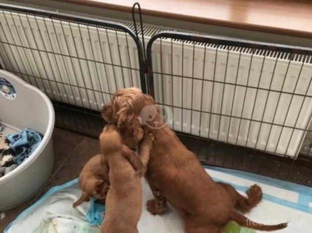 Show type cocker spaniel puppy for sale in Carmarthen/Caerfyrddin, Carmarthenshire - Image 5