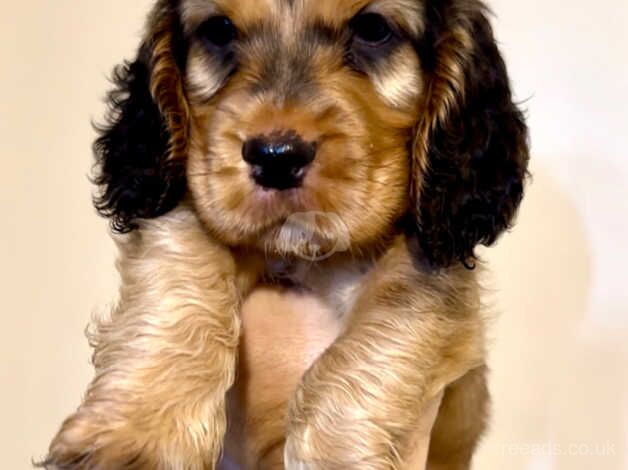 Show type cocker spaniels for sale in Maidstone, Kent - Image 2