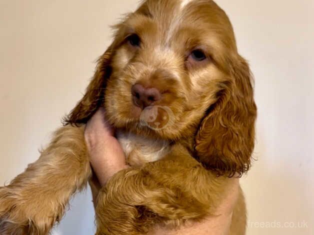 Show type cocker spaniels for sale in Maidstone, Kent - Image 3