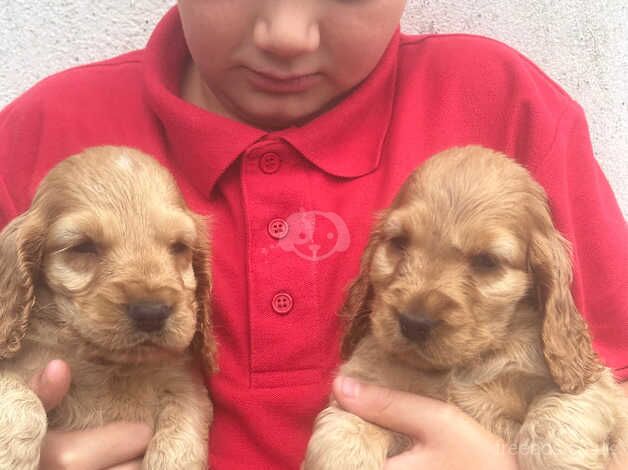 Show type cocker spaniels for sale in Shotts, North Lanarkshire