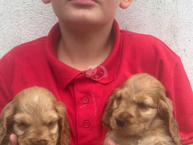 Show type cocker spaniels for sale in Shotts, North Lanarkshire - Image 3