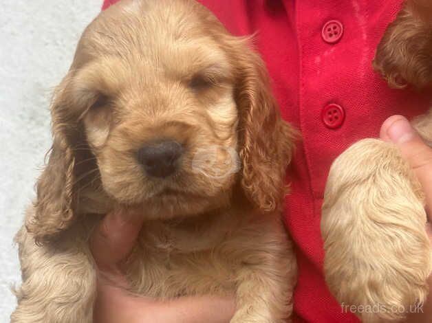 Show type cocker spaniels for sale in Shotts, North Lanarkshire - Image 4