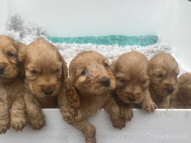 Show type cocker spaniels for sale in Shotts, North Lanarkshire - Image 5