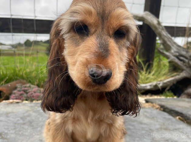 SIMBAWOOD bloodline Show Cocker Spaniels from DNA tested parents for sale in Aberystwyth, Ceredigion