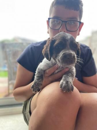 Spaniel cross puppies for sale in Grantham, Lincolnshire - Image 1