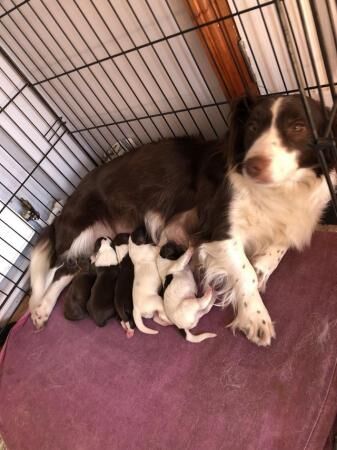 Spaniel cross puppies for sale in Grantham, Lincolnshire - Image 3