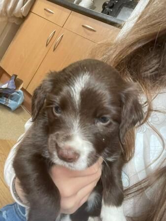 Spaniel cross puppies for sale in Grantham, Lincolnshire - Image 4