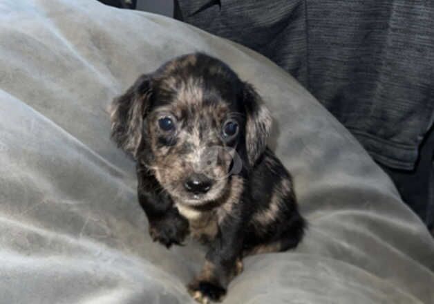 Spaniel cross puppies for sale in Orpington, Bromley, Greater London