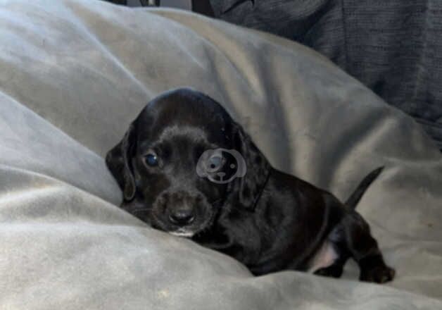 Spaniel cross puppies for sale in Orpington, Bromley, Greater London - Image 2