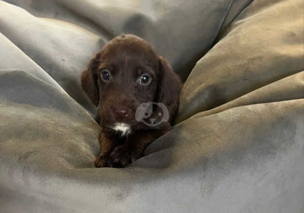 Spaniel cross puppies for sale in Orpington, Bromley, Greater London - Image 3