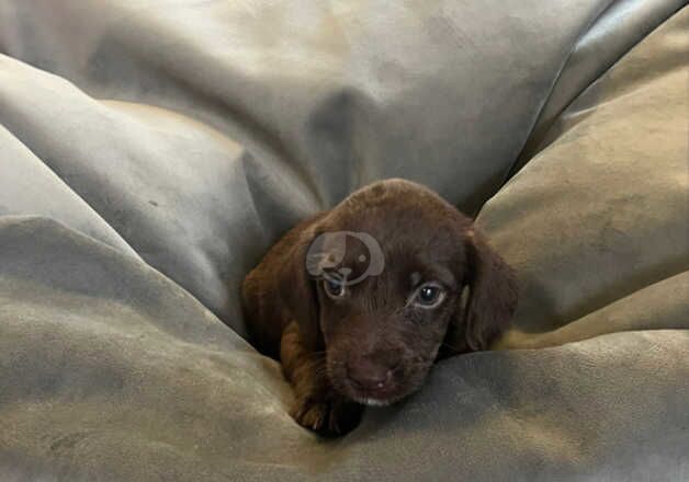 Spaniel cross puppies for sale in Orpington, Bromley, Greater London - Image 4