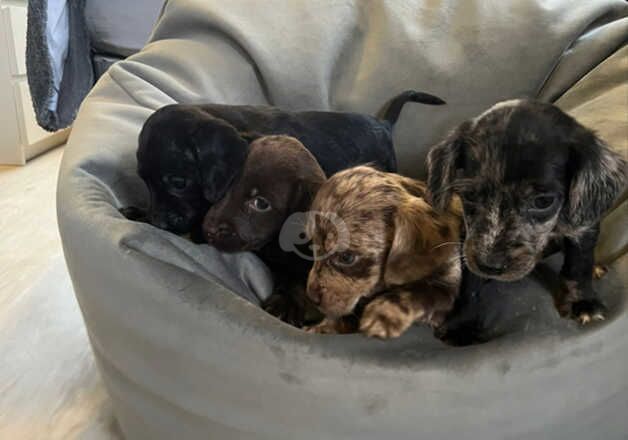 Spaniel cross puppies for sale in Orpington, Bromley, Greater London - Image 5