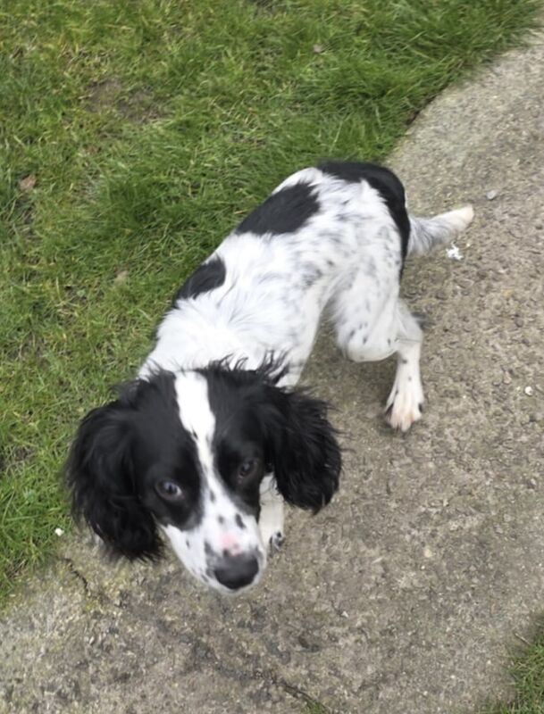 Spaniel for sale in Dilton Marsh, Wiltshire