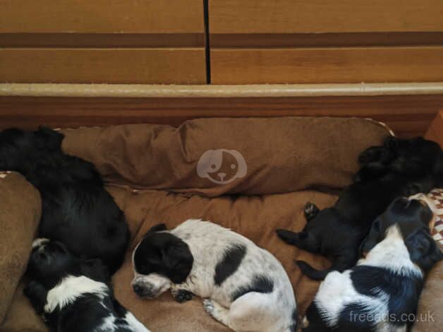 Spaniel puppies for sale in Hemel Hempstead, Hertfordshire