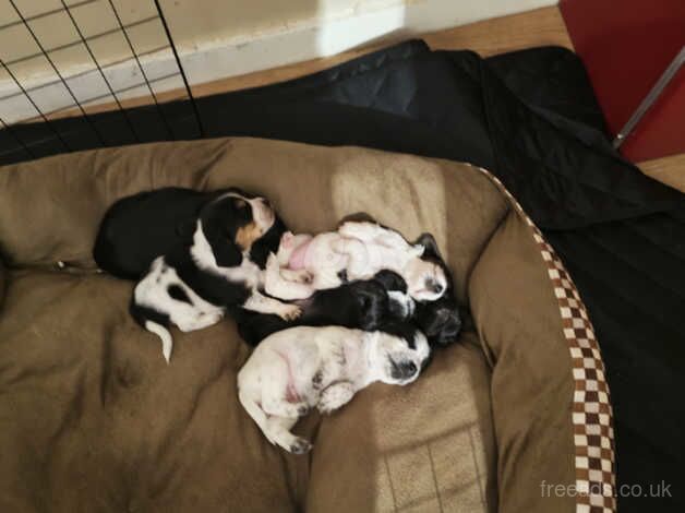 Spaniel puppies for sale in Hemel Hempstead, Hertfordshire - Image 2