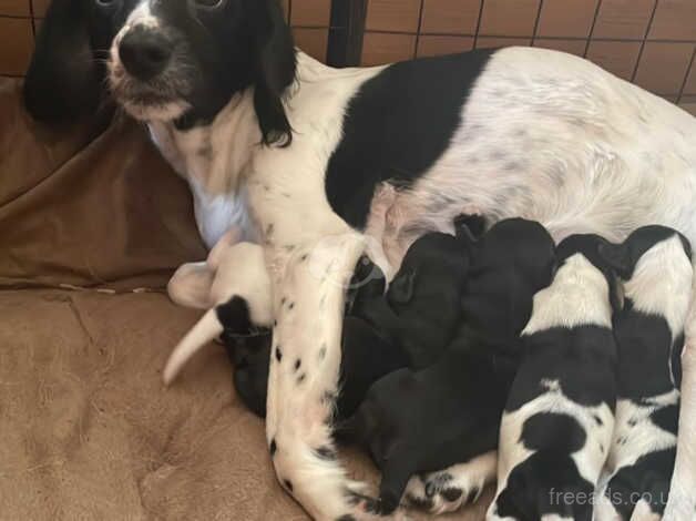 Spaniel puppies for sale in Hemel Hempstead, Hertfordshire - Image 3