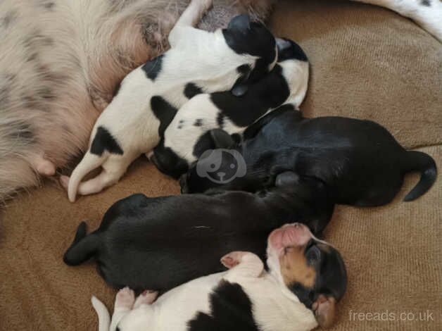 Spaniel puppies for sale in Hemel Hempstead, Hertfordshire - Image 4