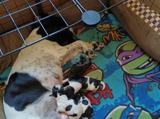 Spaniel puppies for sale in Hemel Hempstead, Hertfordshire - Image 5