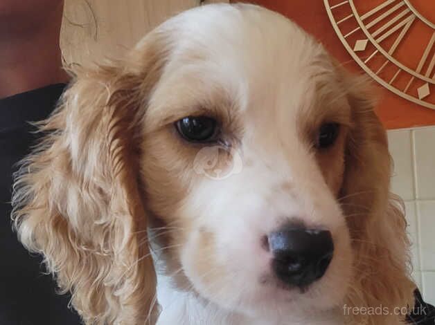 Spaniel puppy for sale in Inverness, Highland