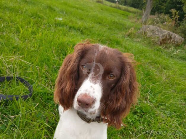 Spaniel puppy's for sale!! for sale in Bristol, Bristol - Image 1