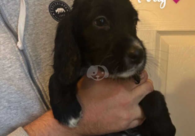 Spaniel pups for sale in Havant, Hampshire - Image 5