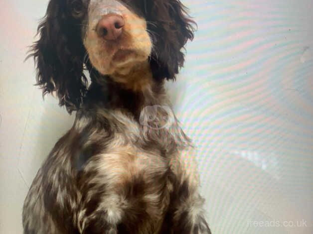 Spaniels for sale in Leeds, West Yorkshire - Image 1