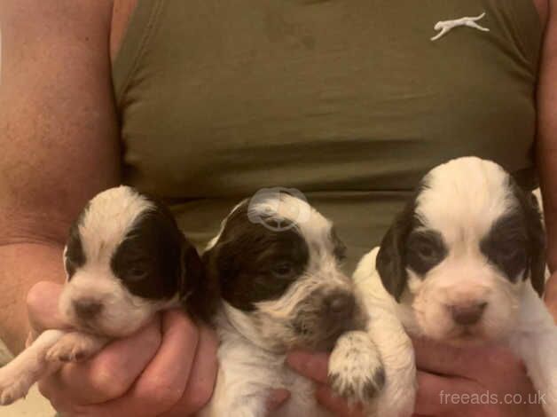 Spaniels for sale in Leeds, West Yorkshire - Image 4