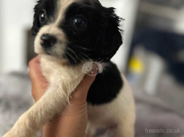 Spaniels x for sale in Walsall, West Midlands - Image 1