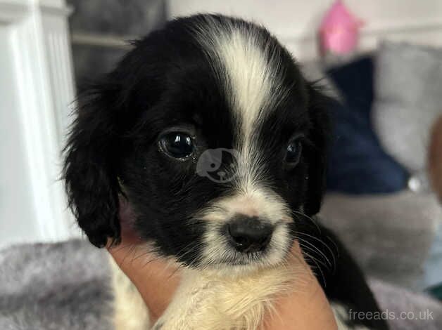 Spaniels x for sale in Walsall, West Midlands - Image 4