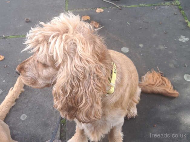 Cocker Spaniel Puppies for sale in Lincolnshire