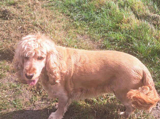 Cocker Spaniel Puppies for sale