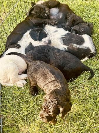 Sprockerdor puppies. Cocker x springerdor 5th August. for sale in Little Massingham, Norfolk - Image 1