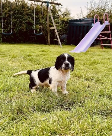 Sprockerdor puppies. Cocker x springerdor 5th August. for sale in Little Massingham, Norfolk - Image 2