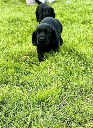 Sprockerdor puppies. Cocker x springerdor 5th August. for sale in Little Massingham, Norfolk - Image 3