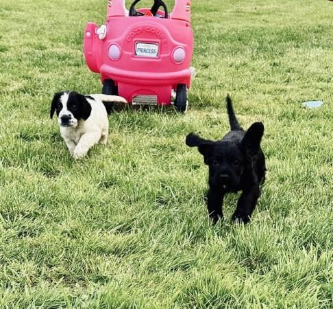 Sprockerdor puppies. Cocker x springerdor 5th August. for sale in Little Massingham, Norfolk - Image 5