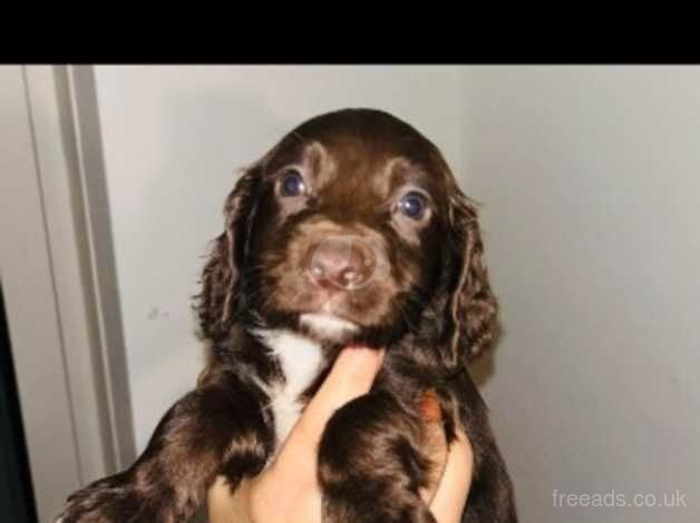 Sprocker pups for sale in Cwmbran/Cwmbrân, Newport - Image 1