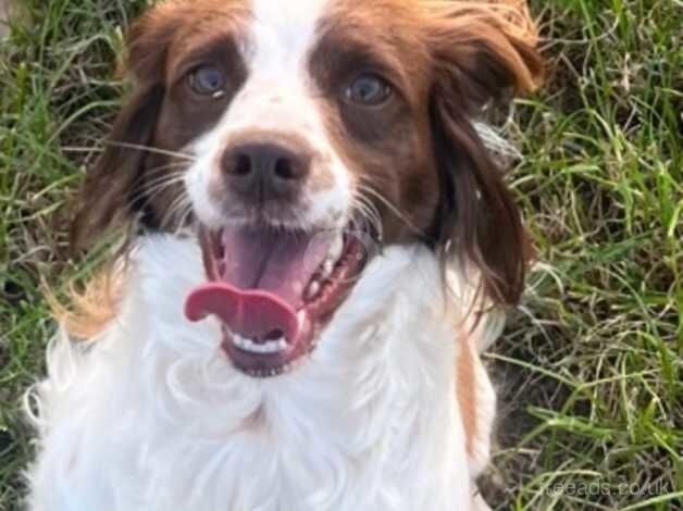 Sprocker spaniel girl for sale in Darlington, County Durham