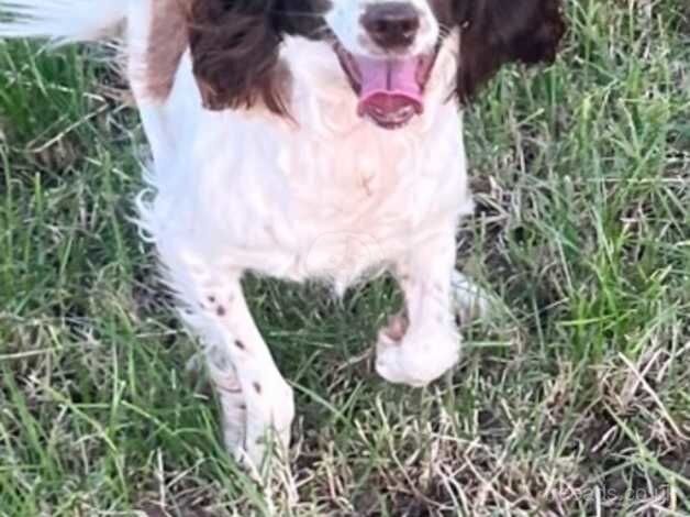 Sprocker spaniel girl for sale in Darlington, County Durham - Image 2