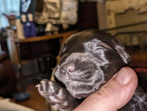 Sprocker Spaniel puppies for sale in Acaster Selby, North Yorkshire - Image 3