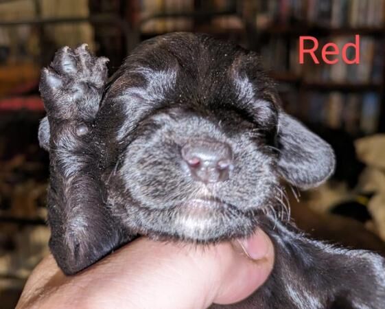 Sprocker Spaniel puppies for sale in Acaster Selby, North Yorkshire - Image 4