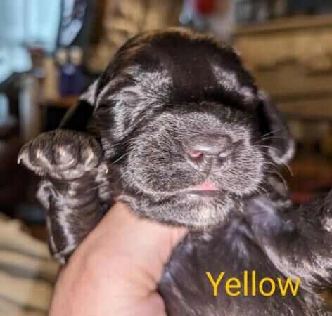 Sprocker Spaniel puppies for sale in Acaster Selby, North Yorkshire - Image 5