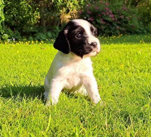 Sprocker Spaniel Puppies (all girls) for sale: Final Two for sale in Carnforth, Lancashire